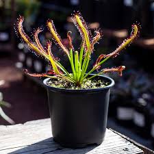 Drosera Capensis en maceta nº6