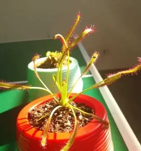 Planta Carnívora Para Regalar En Maceta Autoregable