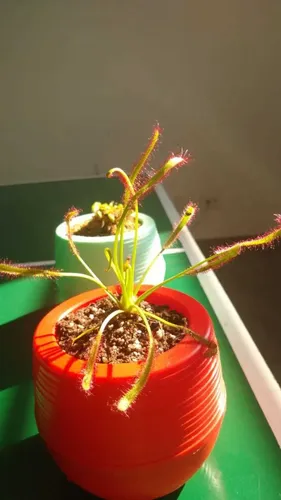 Planta Carnívora Para Regalar En Maceta Autoregable
