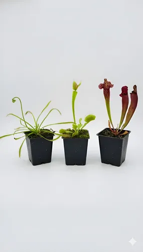 Combo Venus Atrapamoscas, Sarracenia Y Drosera Capensis (max)