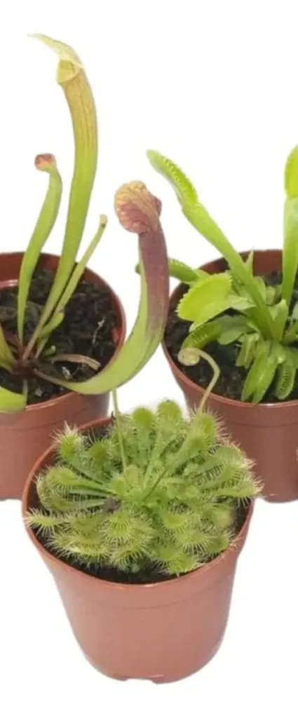 Super Combo De Plantas Carnívoras, ¡Agua De Regalo!. Envíos!