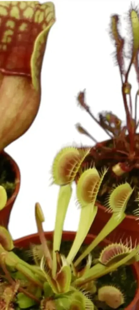 Combo Venus, Drosera, Sarracenia (comùn)