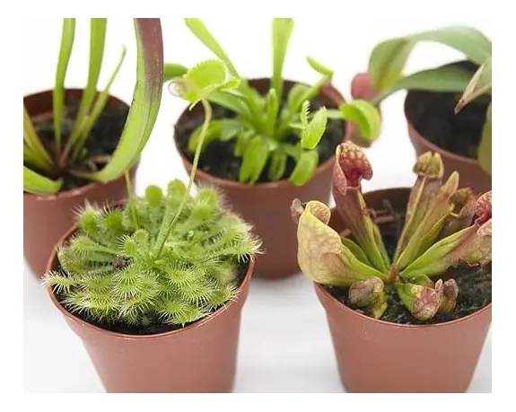 Venus Atrapamoscas De 2 Años + 3 Plantas Carnívoras Adultas.