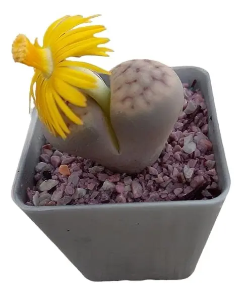 Combo 2 Lithops!